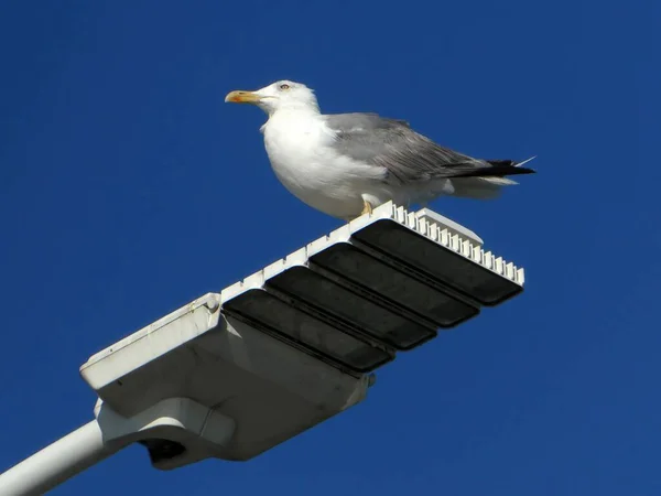 White Seagull Standing Street Lamp Blue Sky Background — Stockfoto