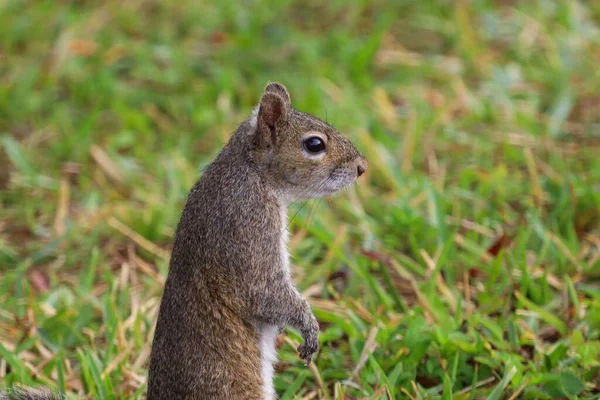 Gros Plan Écureuil Gris Ouest Sur Fond Flou — Photo