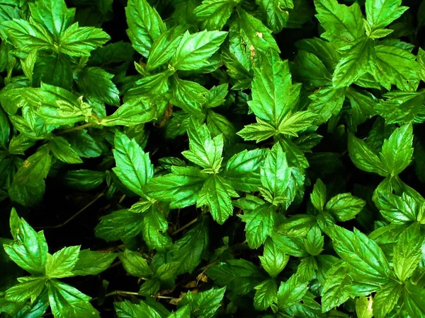 Uma Vista Superior Exuberante Planta Jiaogulan Verde Deixa Floresta — Fotografia de Stock