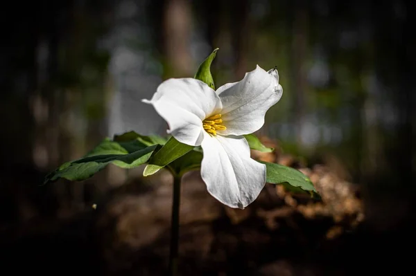 Вибірковий Фокус Білій Трилієвій Квітці Лісі — стокове фото