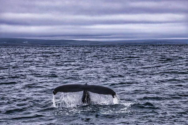 Tohle Velryba Hrbatá Fjordu Poblíž Islandu Velryba Hrbatá Druh Velryby — Stock fotografie