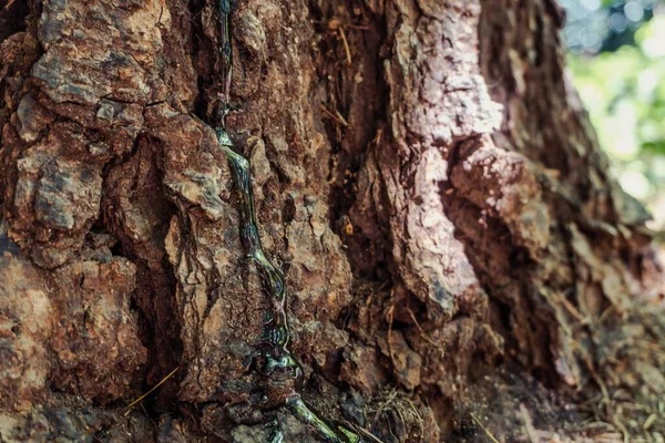 木の樹皮の質感のクローズアップショット — ストック写真