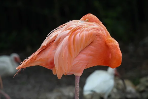 Een Close Shot Van Een Fel Roze Flamingo — Stockfoto