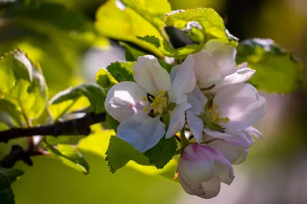 Крупный План Яблони Цветущей Саду — стоковое фото