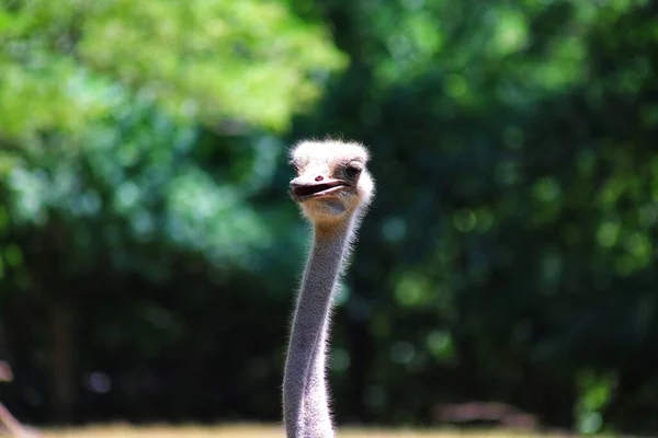 Closeup Shot Common Ostrich Blurred Background — Stock Photo, Image