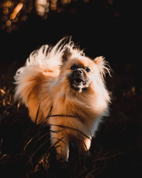Detailní Záběr Zlatého Pomeranian Spitz Vlnícími Vlasy — Stock fotografie