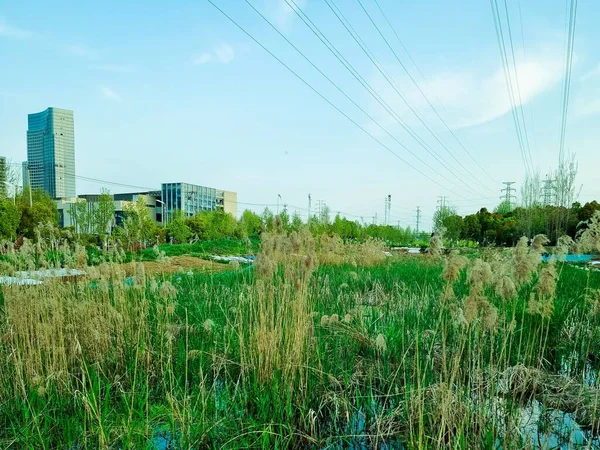 電気柱の下の葦と緑の芝生の美しい景色 — ストック写真