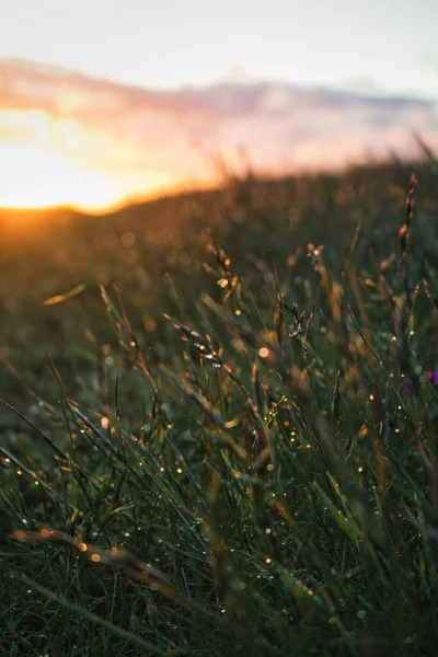 Gros Plan Vertical Herbe Après Pluie Avec Coucher Soleil Arrière — Photo