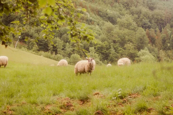 在茂密的森林附近的绿色草地上的一群羊 — 图库照片
