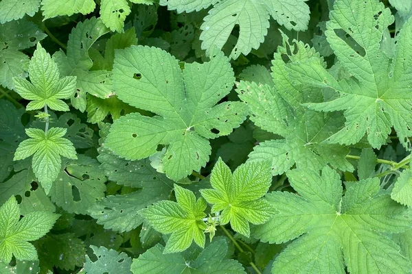 日本的一个大型绿色跳跃 Humulus Japonicus 离开背景 — 图库照片