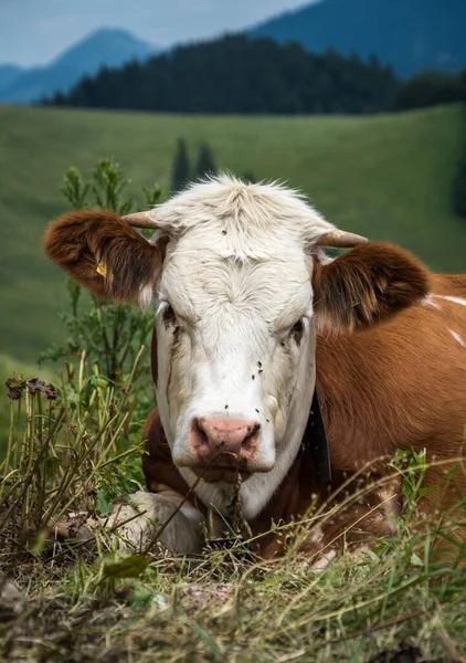 Adorable Calf Looking Camera While Lying Field — Stock Photo, Image