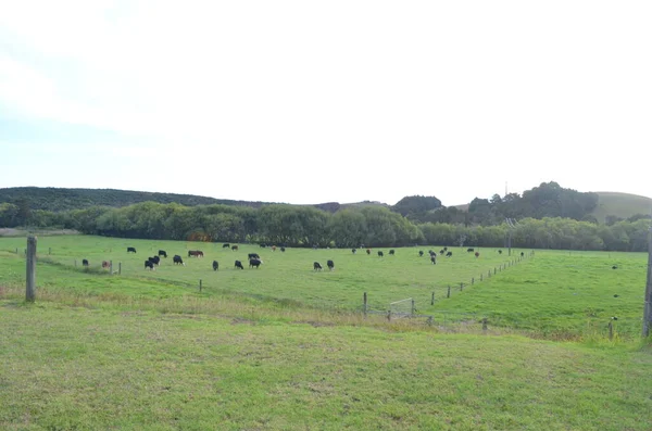 Uma Bela Vista Campo Verde Com Vacas Pastando Grama — Fotografia de Stock