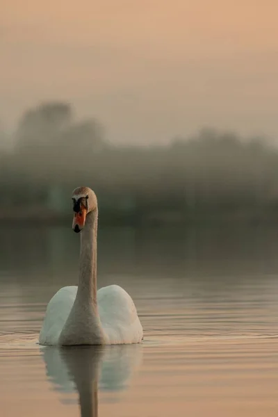 ポーランド ルブリンのFirelj湖で泳ぐ白鳥の垂直ショット — ストック写真