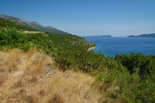 Пышные Зеленые Растения Коричневая Трава Берегу Адриатического Моря Хорватии — стоковое фото