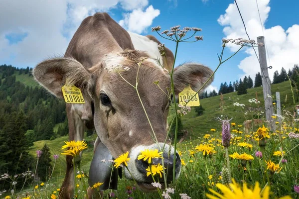 Low Angle Closeup Cow Eating Grass — Stock Photo, Image