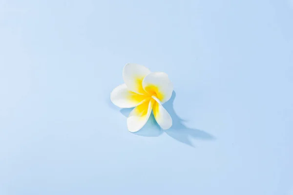 Франгіпані Квітка Ізольована Синьому Фоні — стокове фото