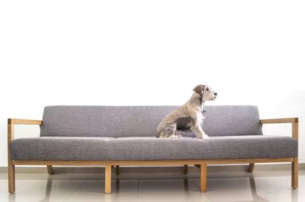 白い部屋でグレーのモダンな北欧スタイルのソファに愛らしいミニチュアシュノーザー犬の側面図 — ストック写真
