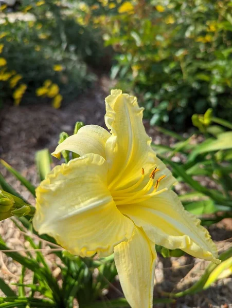 Sélectif Une Fleur Nénuphar Citron Dans Jardin — Photo