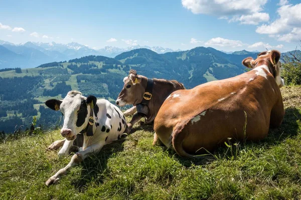 Grupo Vacas Descansando Una Exuberante Colina Verde — Foto de Stock