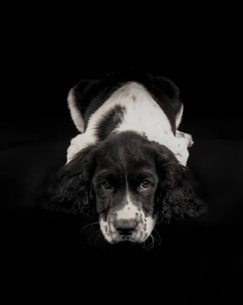 a closeup of a cute English Springer Spaniel puppy lying down isolated on black background