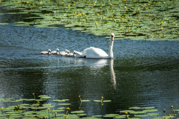 Ein Weißer Schwan Schwimmt Mit Seinen Babys Auf Dem See — Stockfoto