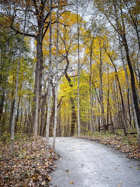 Caminho Cercado Por Árvores Outonais Indiana Eua — Fotografia de Stock