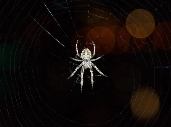 Een Grafisch Ontwerp Van Een Witte Spin Geïsoleerd Een Zwarte — Stockfoto