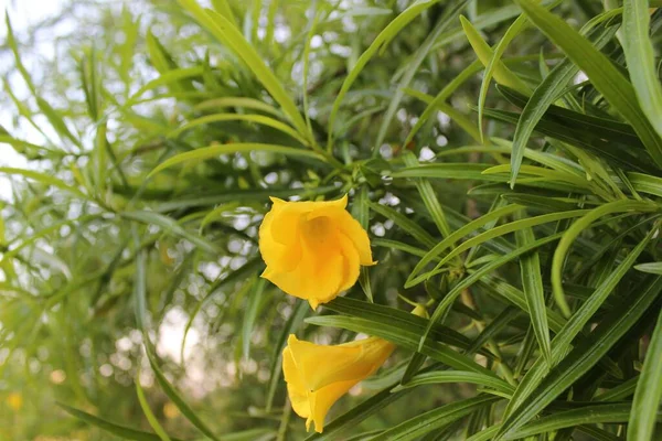Tiro Foco Seletivo Flores Oleandro Amarelo — Fotografia de Stock