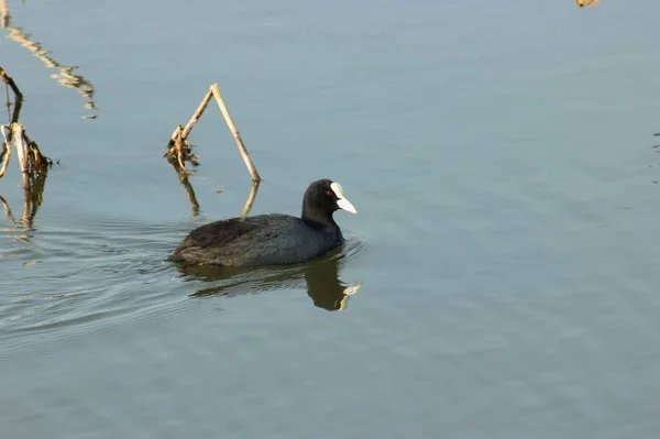 欧亚鳕鱼 Fulica Atra 在湖中涉水的景象 — 图库照片