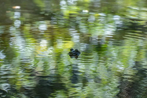 小青蛙白天在森林里的水里游泳的小青蛙 — 图库照片