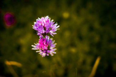 Pembe Allium çiçeklerinin yüzeysel odak noktası