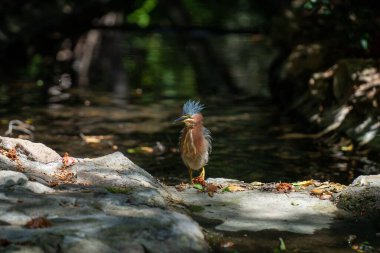 Bir taşın üzerine tünemiş bir yeşil balıkçıl için seçici bir odak noktası.
