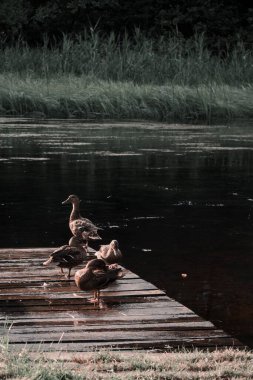 Polonya 'nın Fracki kentindeki Czarna Hancza nehrindeki tahta bir limanda kahverengi ördeklerin dikey görüntüsü.