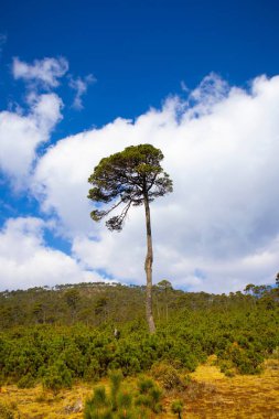 Çayırın ortasında büyüyen dev bir ağacın dikey görüntüsü.