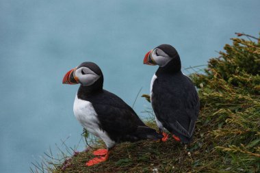 Tabutlar yuvalarını kayalık adalarda, kısa bitki örtüsü ve deniz kayalıklarında kurarlar. Yılın geri kalanını denizde geçirirler..