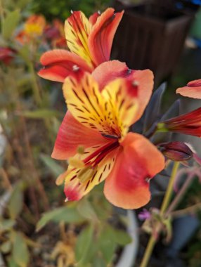 Bahçedeki portakallı zambak çiçeği.