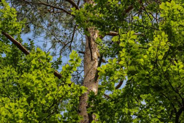 Parktaki ağaçların üzerinde yemyeşil yaprakların düşük açılı görüntüsü.