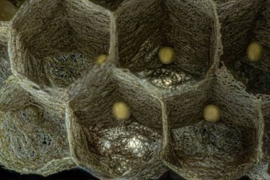 Altıgen taraklı bir eşek arısı kovanının yakın çekimi.