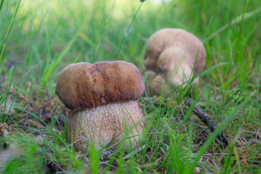 Bir yaz sesinin (Boletus reticulatus) yenilebilir yaban mantarının yakın çekimi