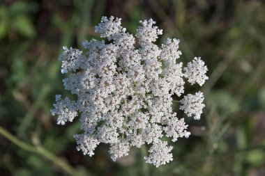 Grayson Country, Virginia 'daki bahçede Queen Ann' in Dantelli bitkilerinden var.