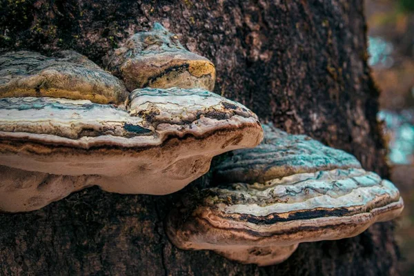 Detailní Pohled Houby Stromě Kůře Stromu — Stock fotografie