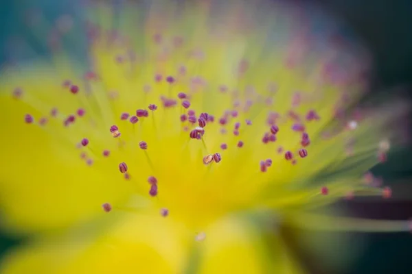 Closeup Shot Details Blooming Yellow John Wort Flower — Stock Photo, Image