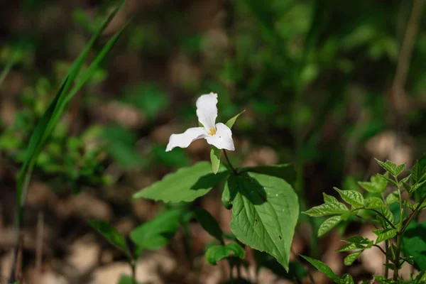 Close Uma Flor Trilium Branco — Fotografia de Stock