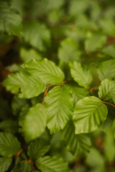 Closeup Green Leaves Bush — Stock Photo, Image