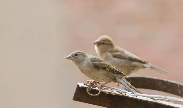 Shallow Focus Shot Old World Sparrows Perched Rusty Metal Surface — Stock Photo, Image