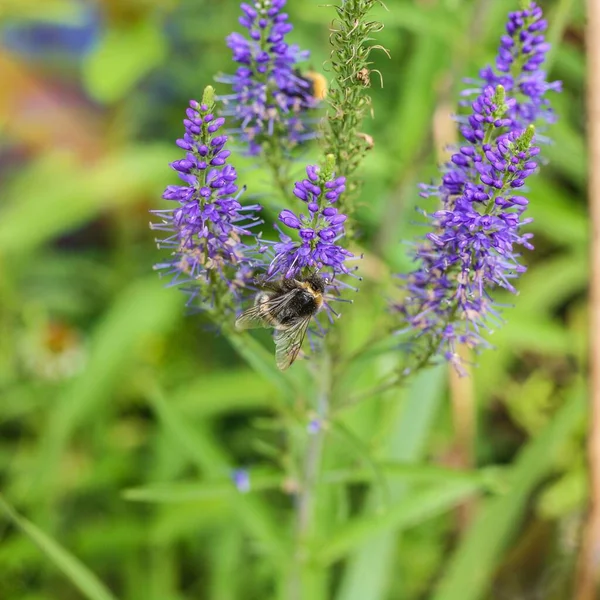 Veronica Spicata Daki Yaban Arısının Dikey Yakın Çekimi Speedwell — Stok fotoğraf