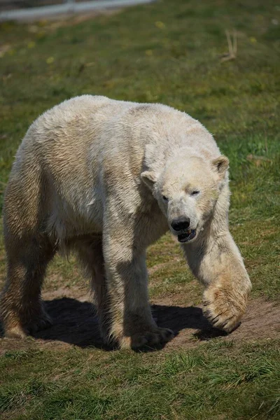 动物园里一只北极熊的特写镜头 — 图库照片