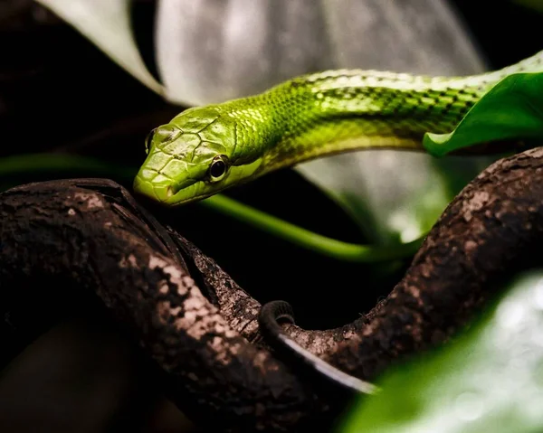 Primer Plano Una Serpiente Hierba Verde Una Rama Árbol Aire —  Fotos de Stock