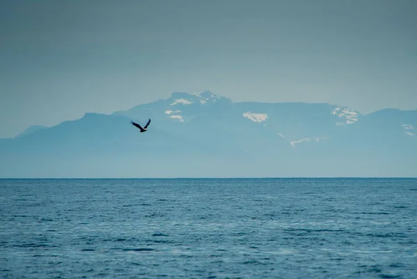 ノルウェーのロフトテン島を背景に山のあるノルウェー海を飛ぶワシ — ストック写真