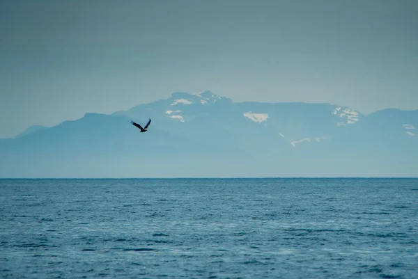 Eagle Flying Norwegian Sea Mountain Background Lofoten Islands Norway — Stock Photo, Image